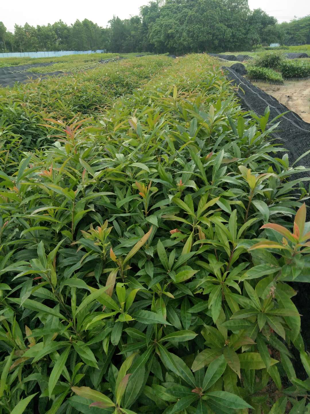 木苗種植圖片/木苗種植樣板圖 (3)