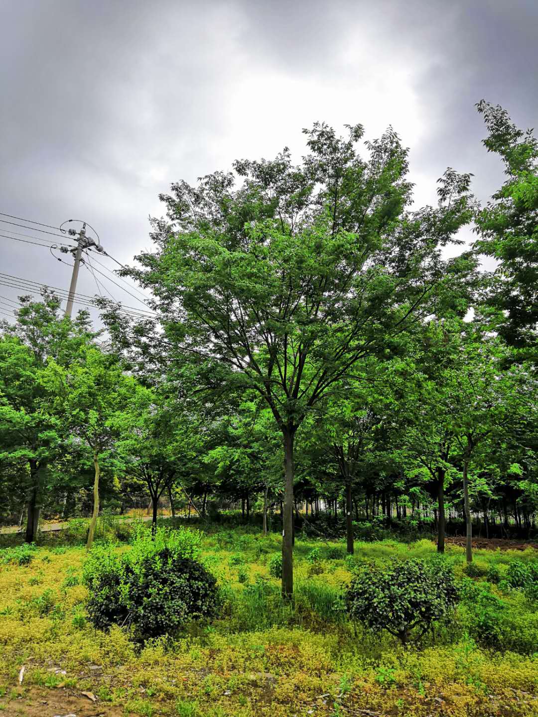 櫸樹圖片/櫸樹樣板圖 (2)