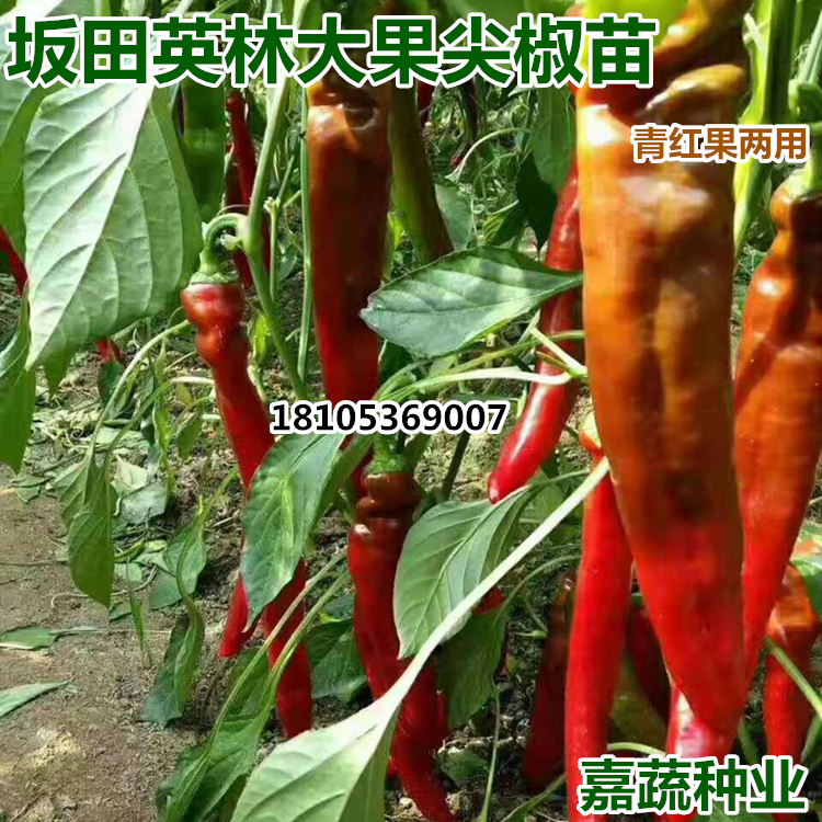 供應(yīng)黃皮大果尖椒種子種苗圖片/供應(yīng)黃皮大果尖椒種子種苗樣板圖 (4)