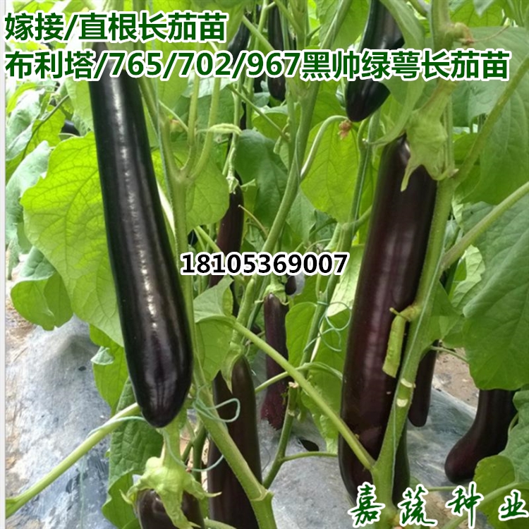 供應(yīng)布利塔 765嫁接長(zhǎng)茄苗 長(zhǎng)圖片