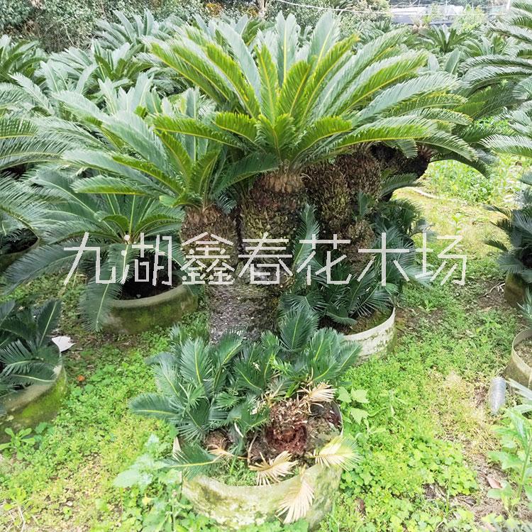多頭圖片/多頭樣板圖 (4)