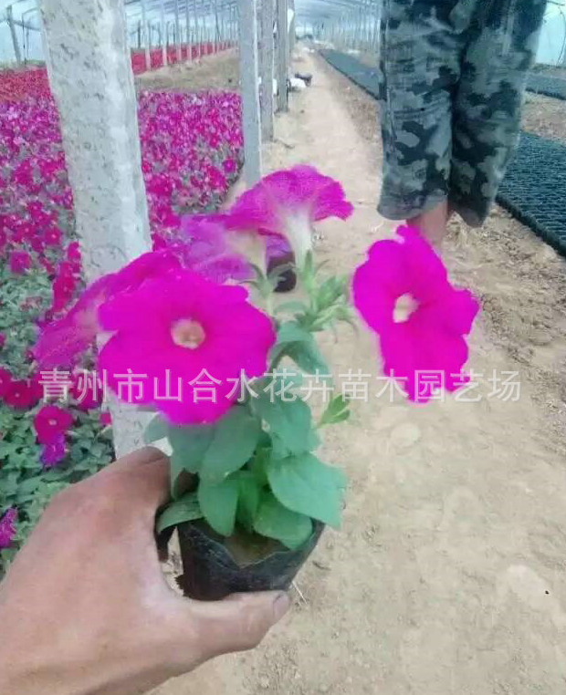 波斯菊圖片/波斯菊樣板圖 (4)