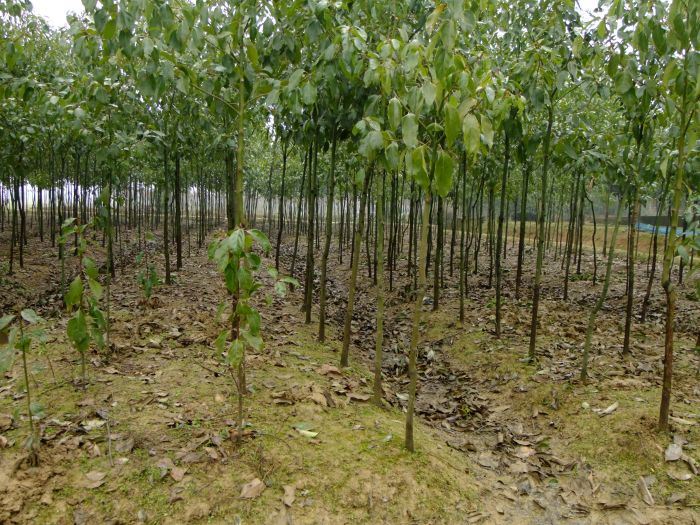 優(yōu)質(zhì)香樟苗價(jià)格圖片/優(yōu)質(zhì)香樟苗價(jià)格樣板圖 (3)