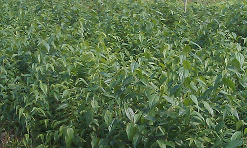 樸樹(shù)圖片/樸樹(shù)樣板圖 (3)