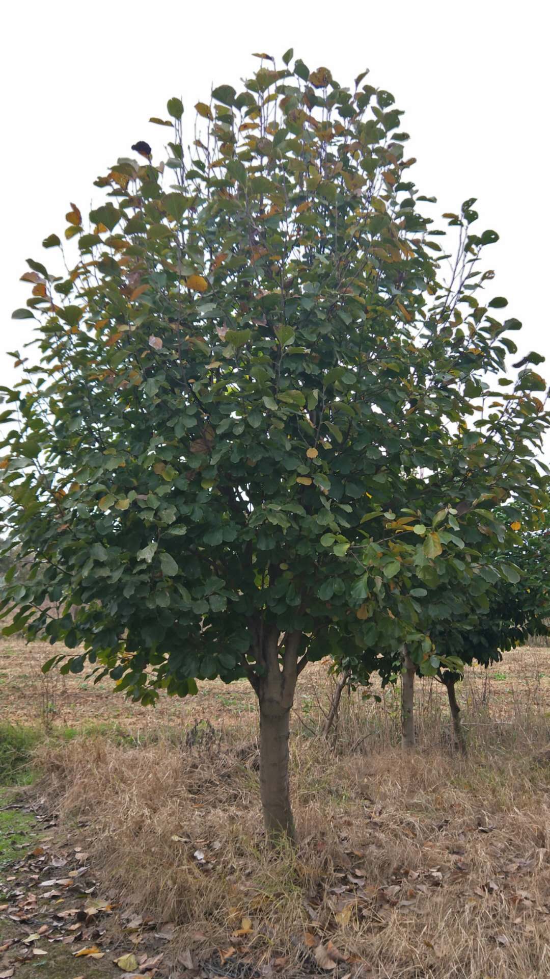 紅白玉蘭圖片/紅白玉蘭樣板圖 (2)