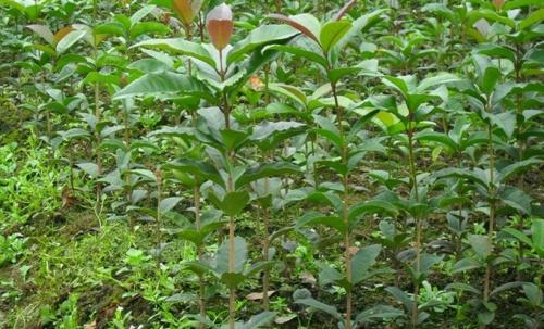 桂花树苗种植基地 桂花树苗价格