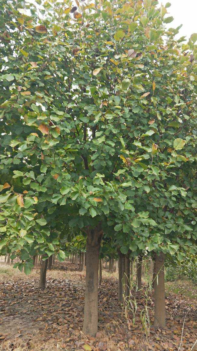 紅白玉蘭圖片/紅白玉蘭樣板圖 (3)