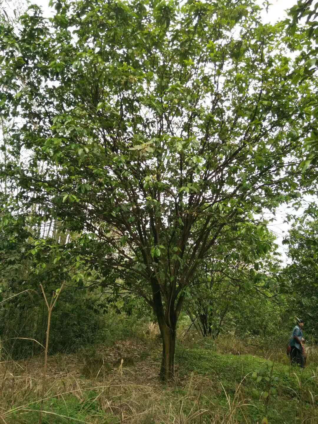 郴州市柚子树_香泡树便宜湖南郴州绿源草厂家