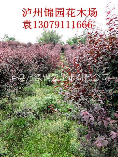 紅葉李圖片/紅葉李樣板圖 (4)