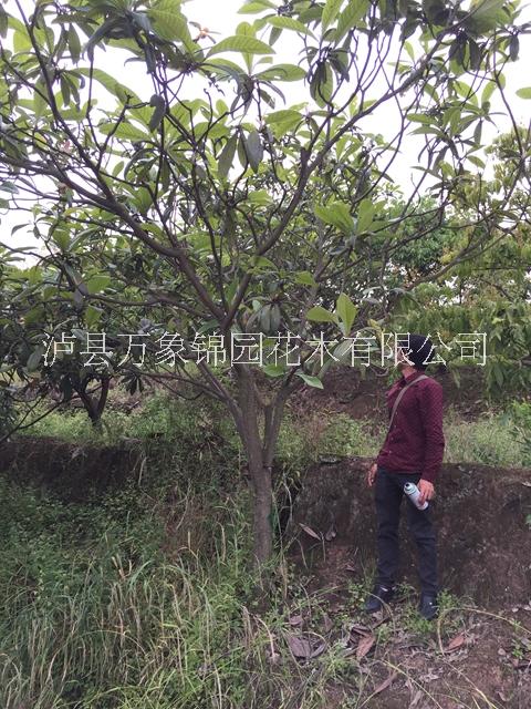 枇杷樹圖片/枇杷樹樣板圖 (3)