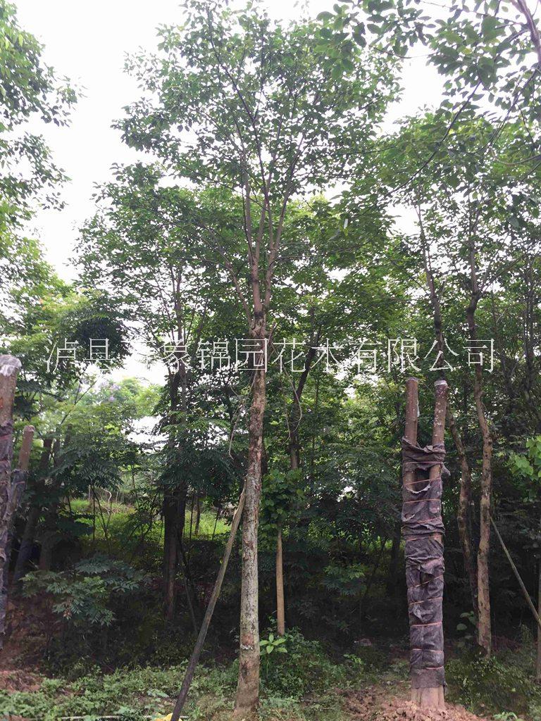 四川重陽(yáng)木圖片/四川重陽(yáng)木樣板圖 (2)