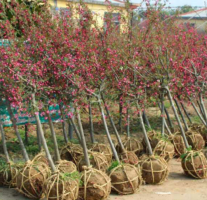 海棠圖片/海棠樣板圖 (4)