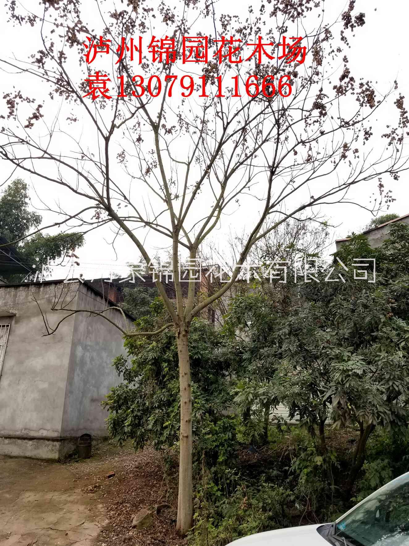 搖錢樹圖片/搖錢樹樣板圖 (2)