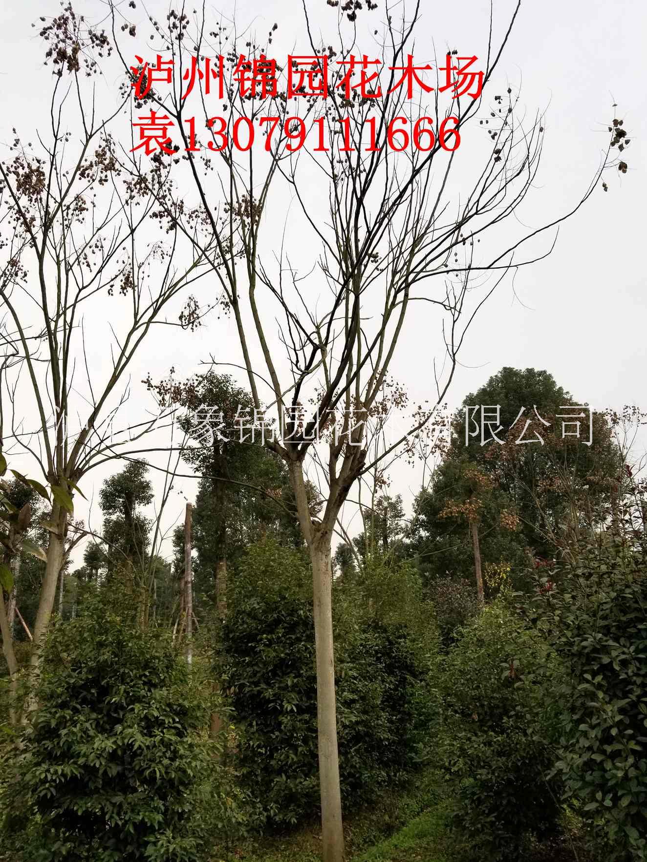 搖錢樹圖片/搖錢樹樣板圖 (4)