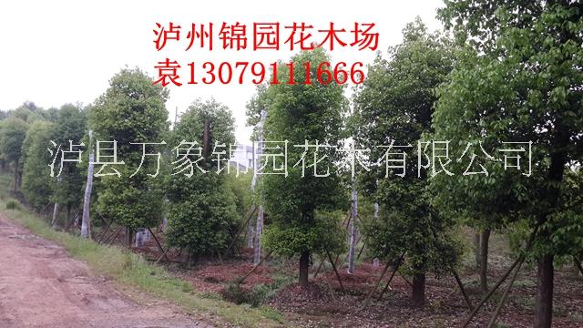 香樟圖片/香樟樣板圖 (2)