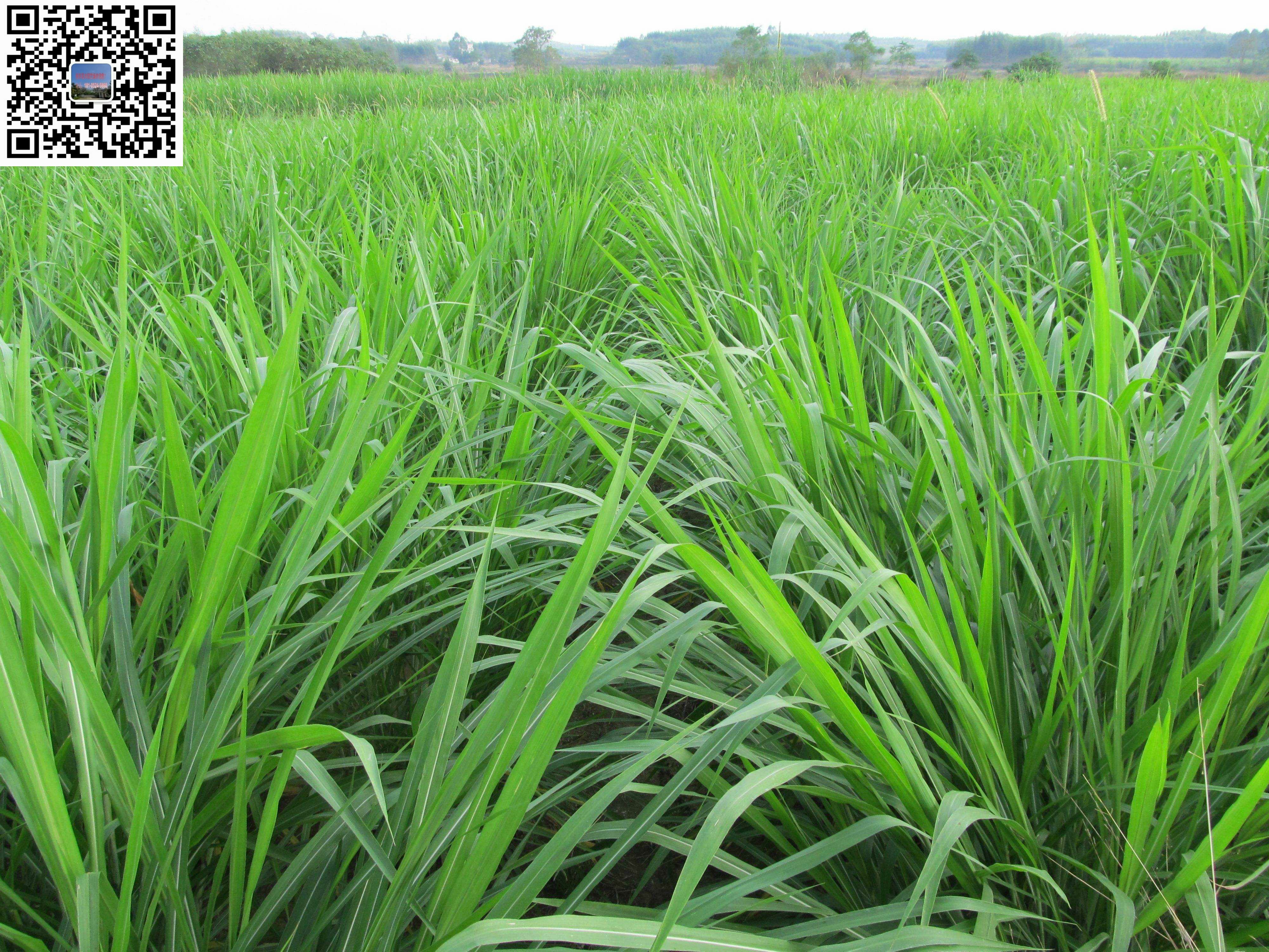 供应批发多年生黑麦草、紫云英、苦麦菜牧草种子图片