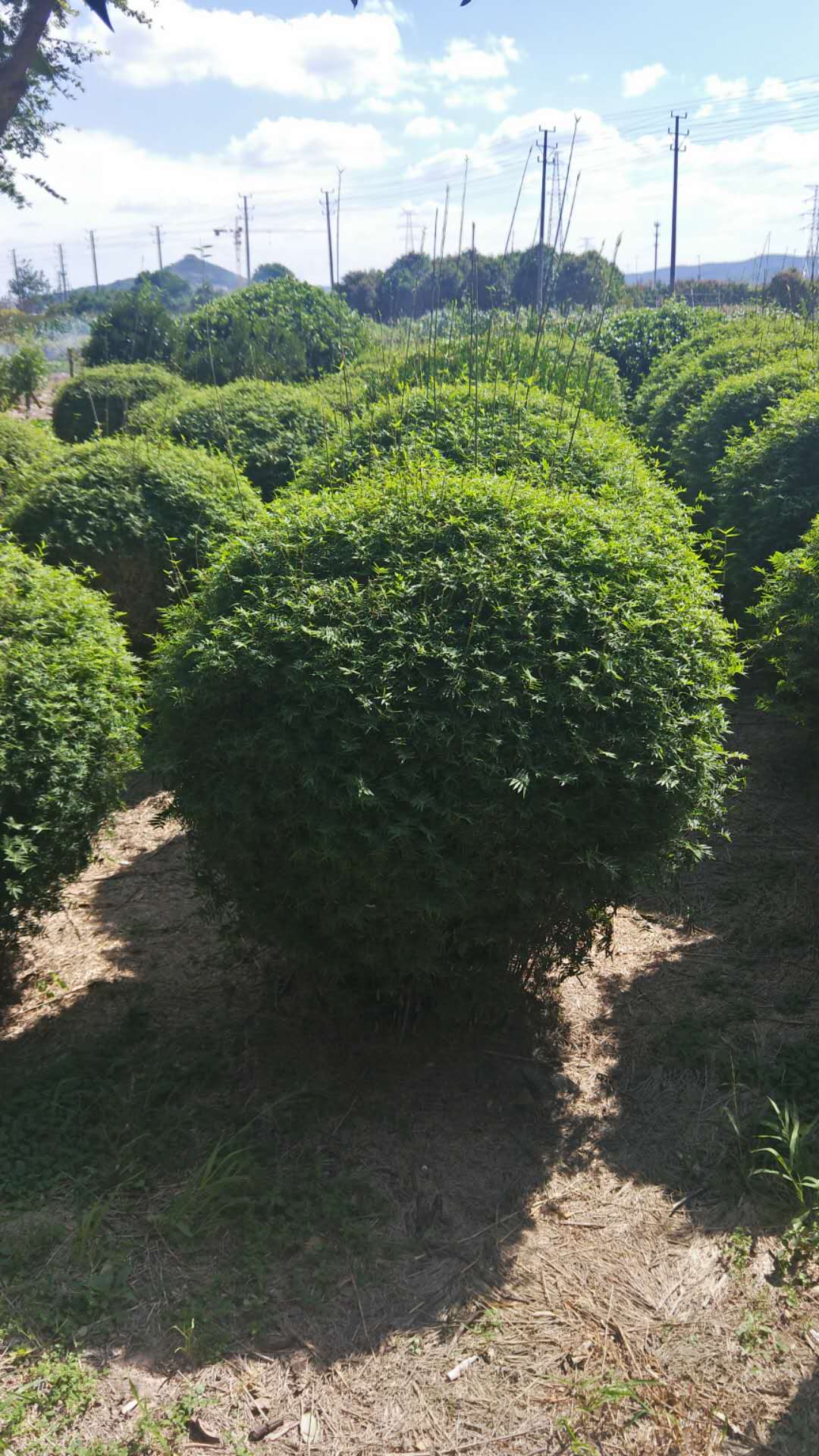 浙江鳳尾竹球種植基地銷售價(jià)格