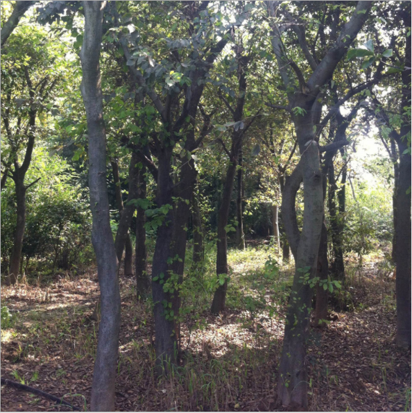 樸樹圖片/樸樹樣板圖 (1)