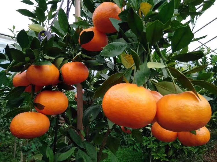 種植基地圖片/種植基地樣板圖 (1)