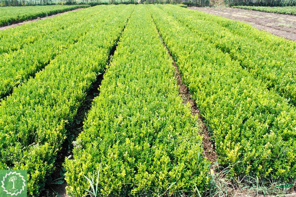 瓜子黃楊球圖片/瓜子黃楊球樣板圖 (4)