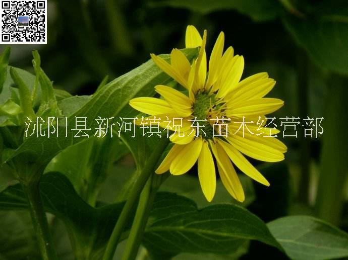 串葉松香草、串葉草、蘇丹草圖片/串葉松香草、串葉草、蘇丹草樣板圖 (3)