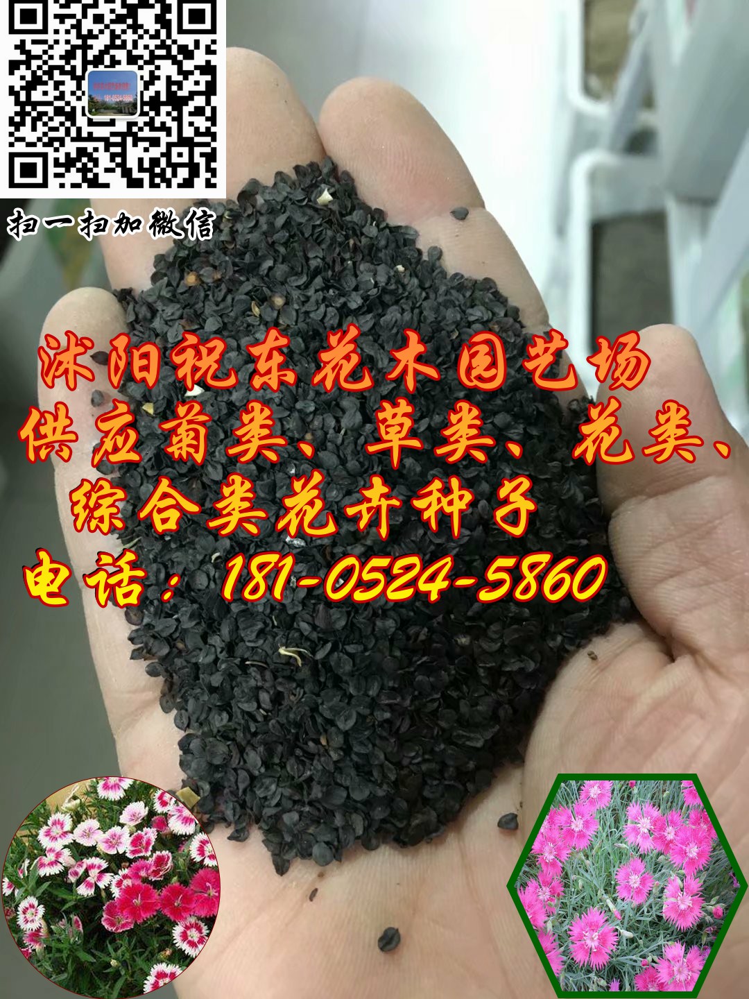 供應(yīng)常夏石竹、蔥蘭苗、波斯菊花卉種子