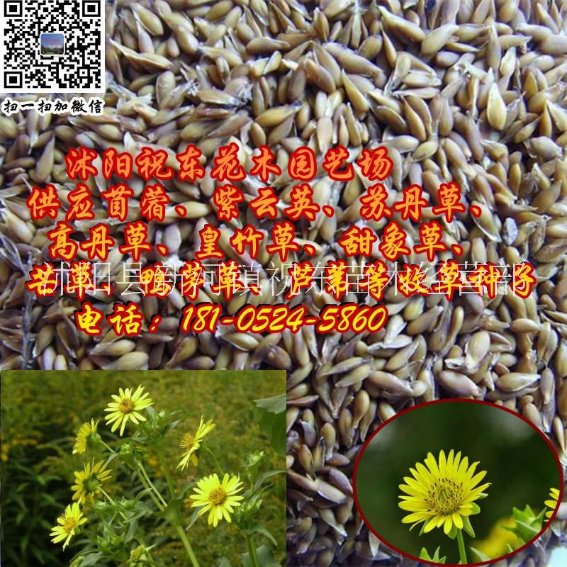 串葉松香草、串葉草、蘇丹草圖片/串葉松香草、串葉草、蘇丹草樣板圖 (1)