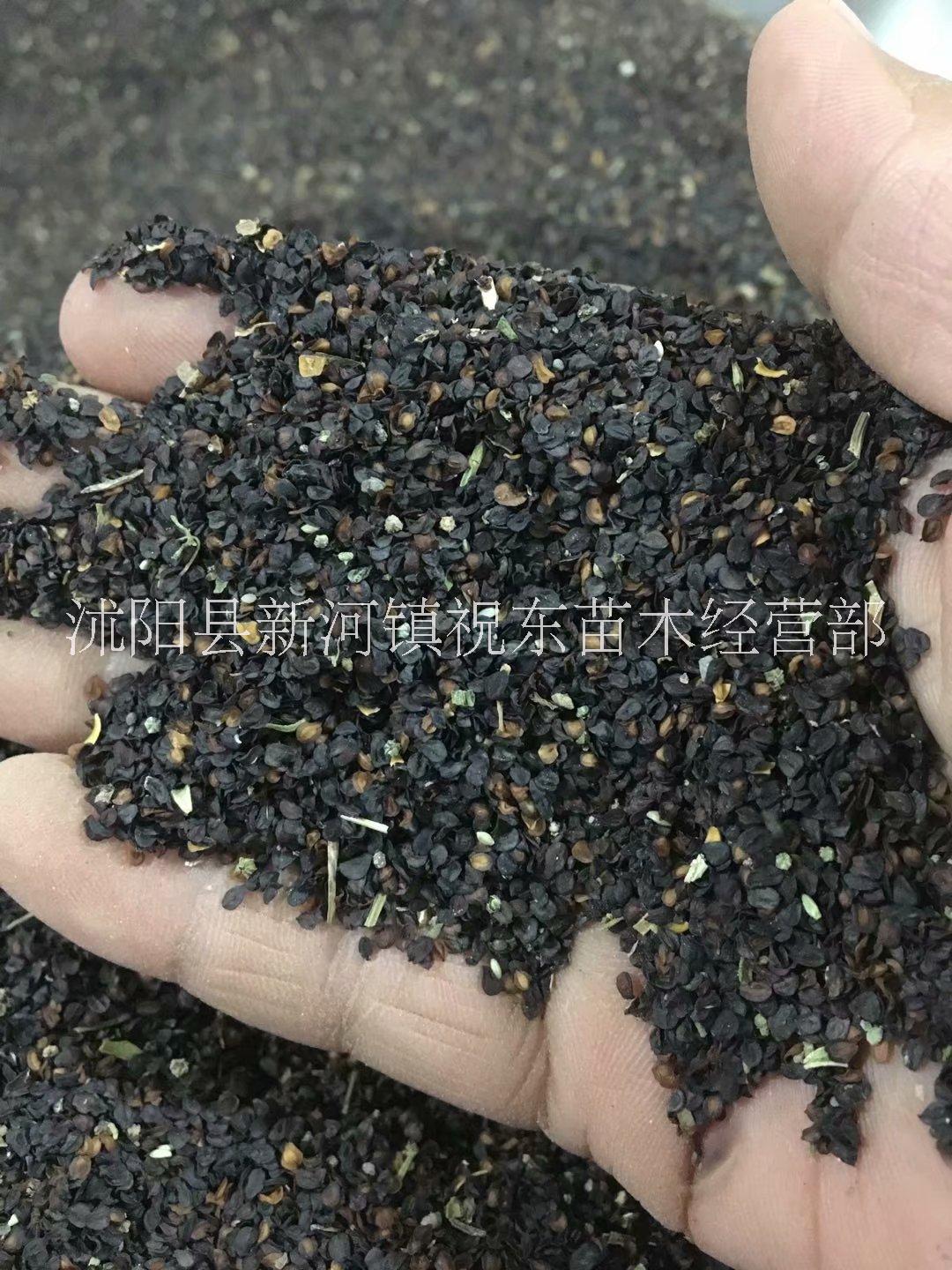 五彩石竹、須苞石竹圖片/五彩石竹、須苞石竹樣板圖 (2)