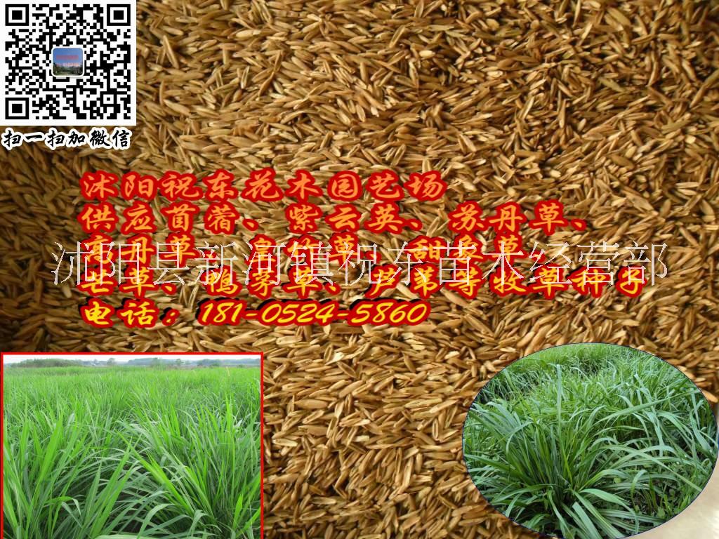 黑麥草、紫云英、苦麥菜圖片/黑麥草、紫云英、苦麥菜樣板圖 (3)