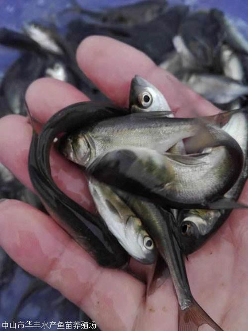 花鰱魚苗大頭價格-出售-批發(fā)   花鰱魚苗大頭