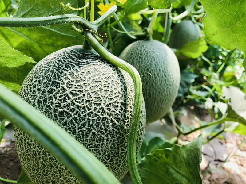 深圳哈密瓜/哈密瓜甜度/新疆哈密