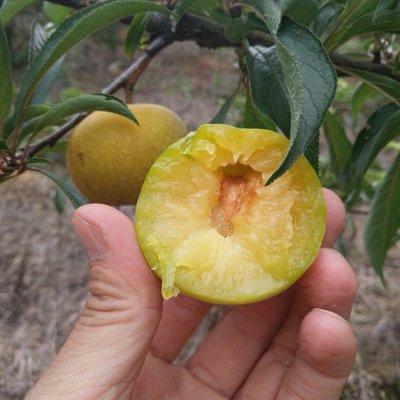 蜂糖李圖片/蜂糖李樣板圖 (2)