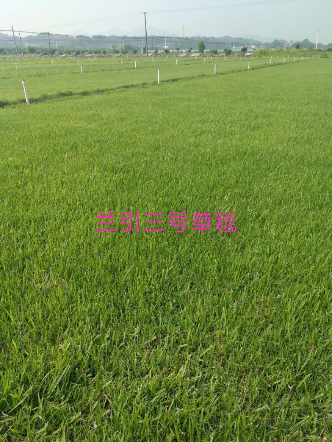 馬尼拉草皮圖片