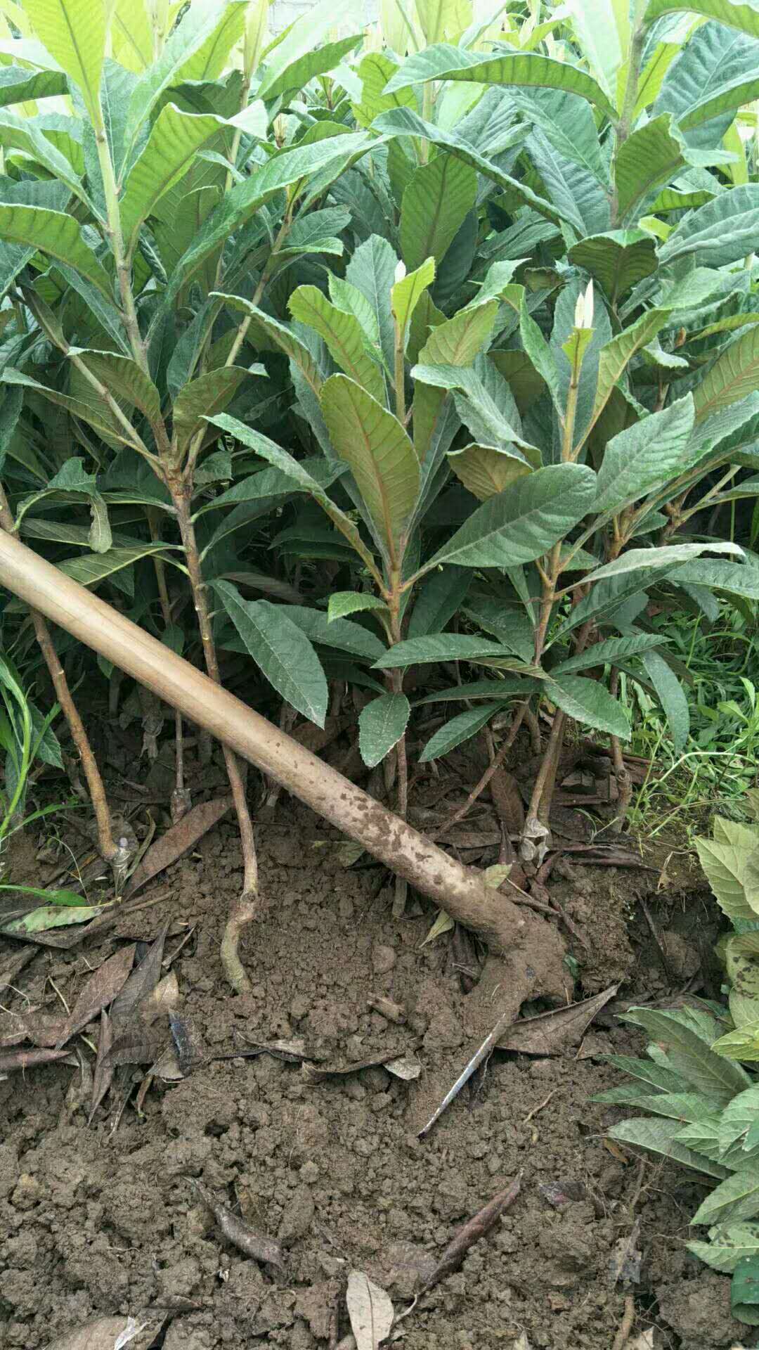 供應(yīng)大五星枇杷價(jià)格-種植基地    大五星枇杷