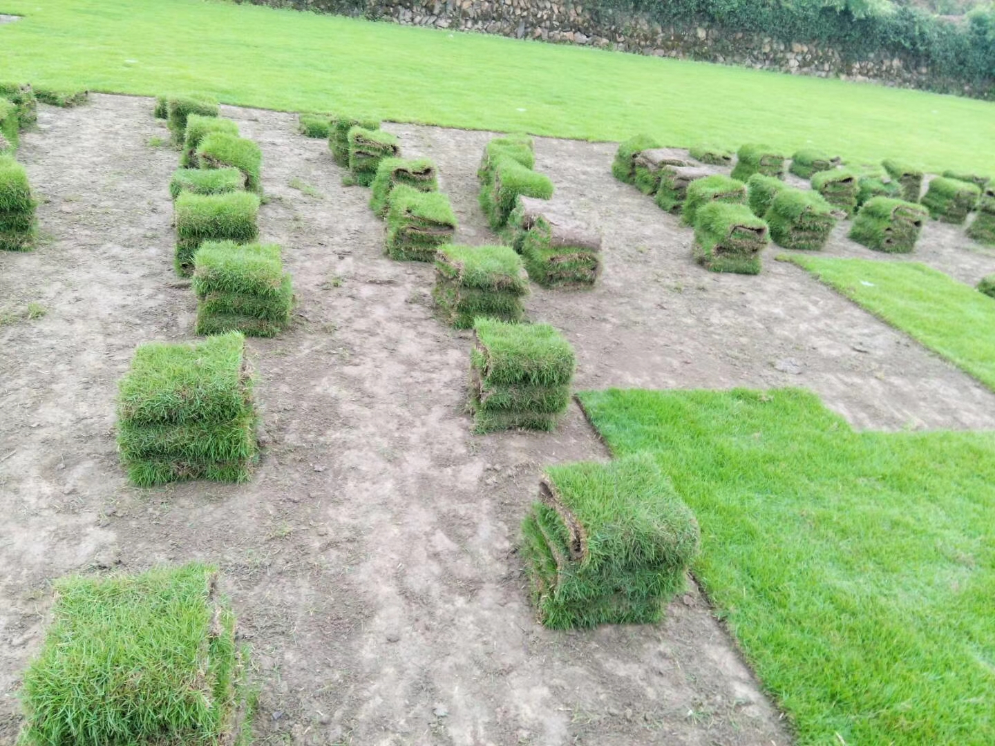 湖南马尼拉草卷基地马尼拉草卷 湖南马尼拉草卷基地-绿源草皮苗木杨梅树柚子树基地