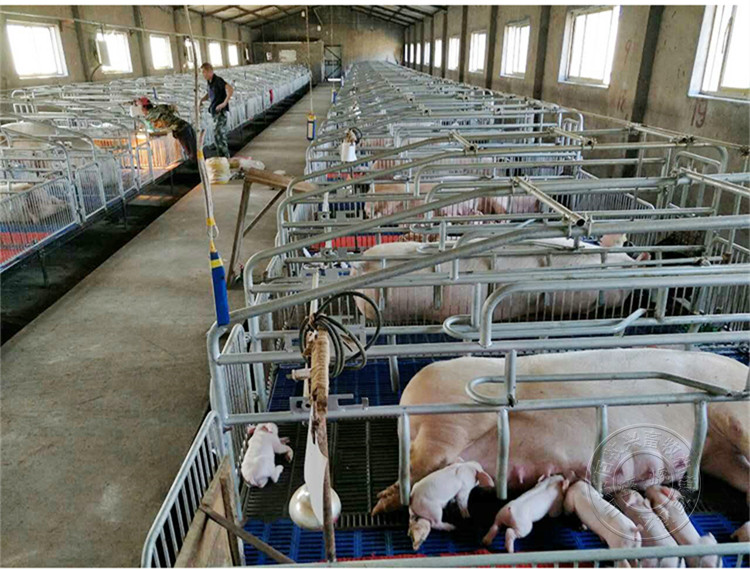 母豬產(chǎn)床豬用分娩欄豬用產(chǎn)床圖片