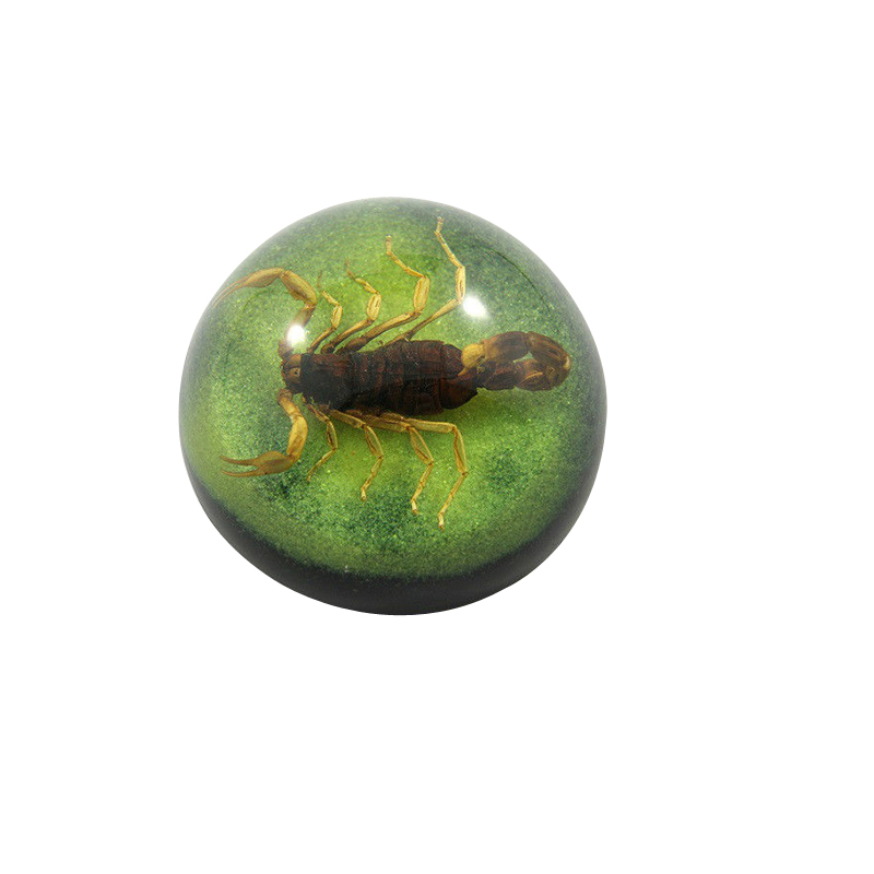 昆蟲標(biāo)本圖片/昆蟲標(biāo)本樣板圖 (2)