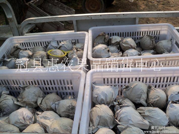 豐水梨圖片/豐水梨樣板圖 (3)