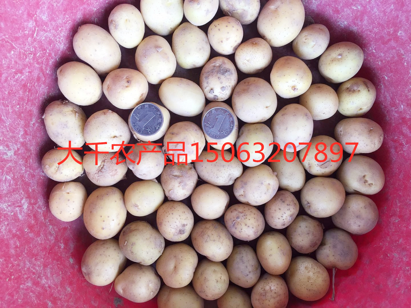 批發(fā)全國迷你小土豆哪里好