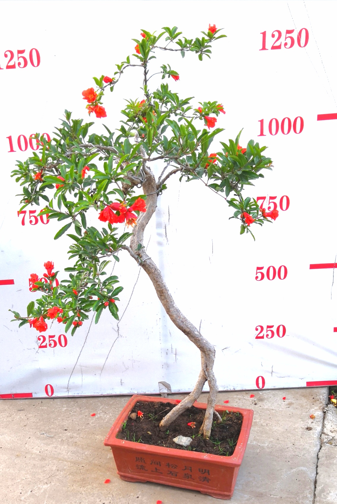 宏博石榴盆景，圖片