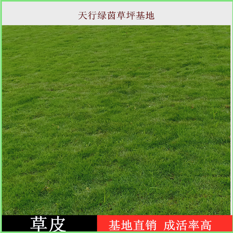 馬尼拉草皮圖片/馬尼拉草皮樣板圖 (4)