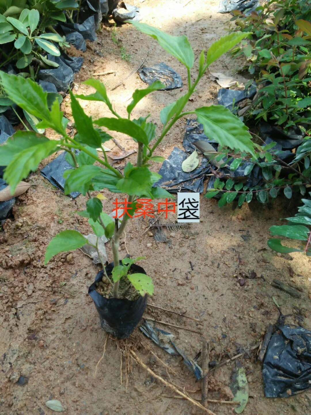 扶桑圖片/扶桑樣板圖 (4)