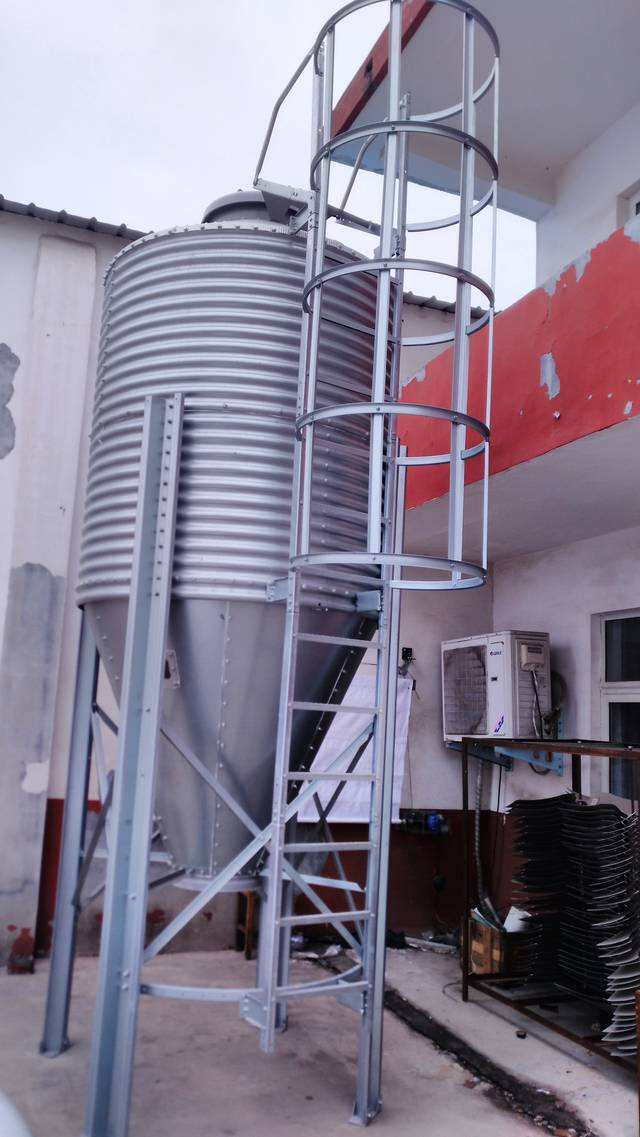 母豬圖片/母豬樣板圖 (3)