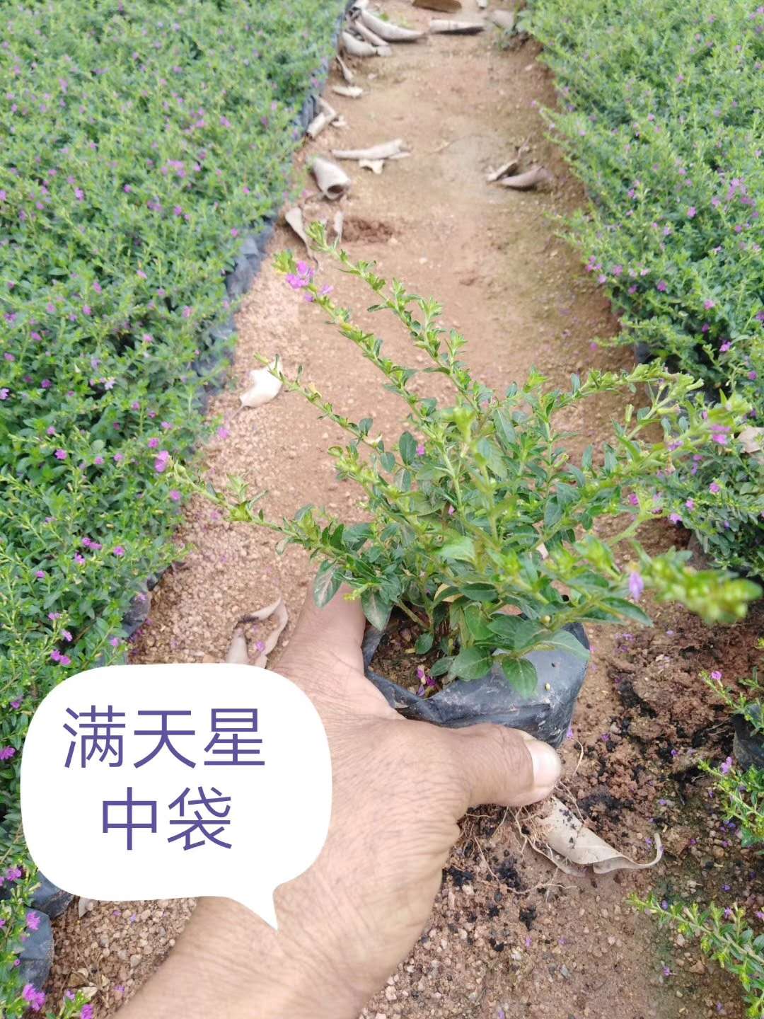 滿天星中袋圖片/滿天星中袋樣板圖 (3)