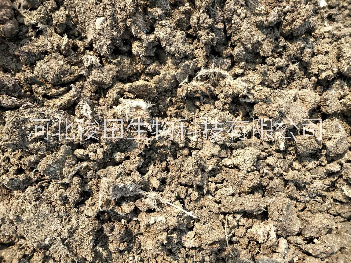 干雞糞圖片/干雞糞樣板圖 (3)