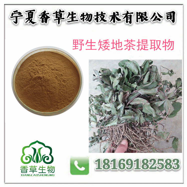 矮地茶提取物圖片