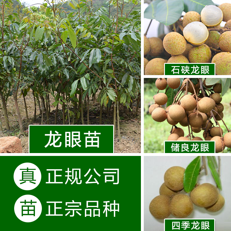 龍眼苗A19特級(jí)苗圖片