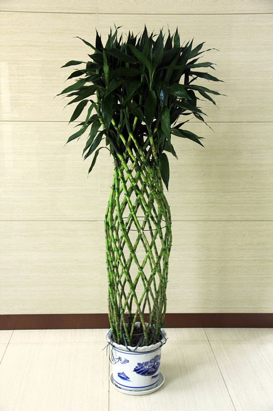 植物租擺圖片/植物租擺樣板圖 (1)