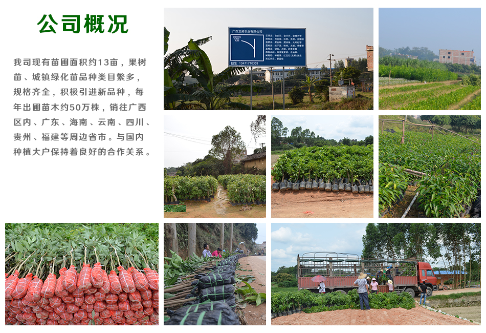 番荔枝苗A661特級苗圖片