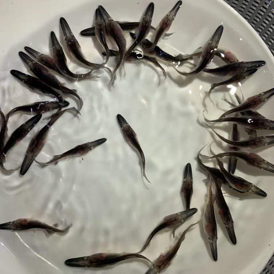 魚苗圖片/魚苗樣板圖 (4)
